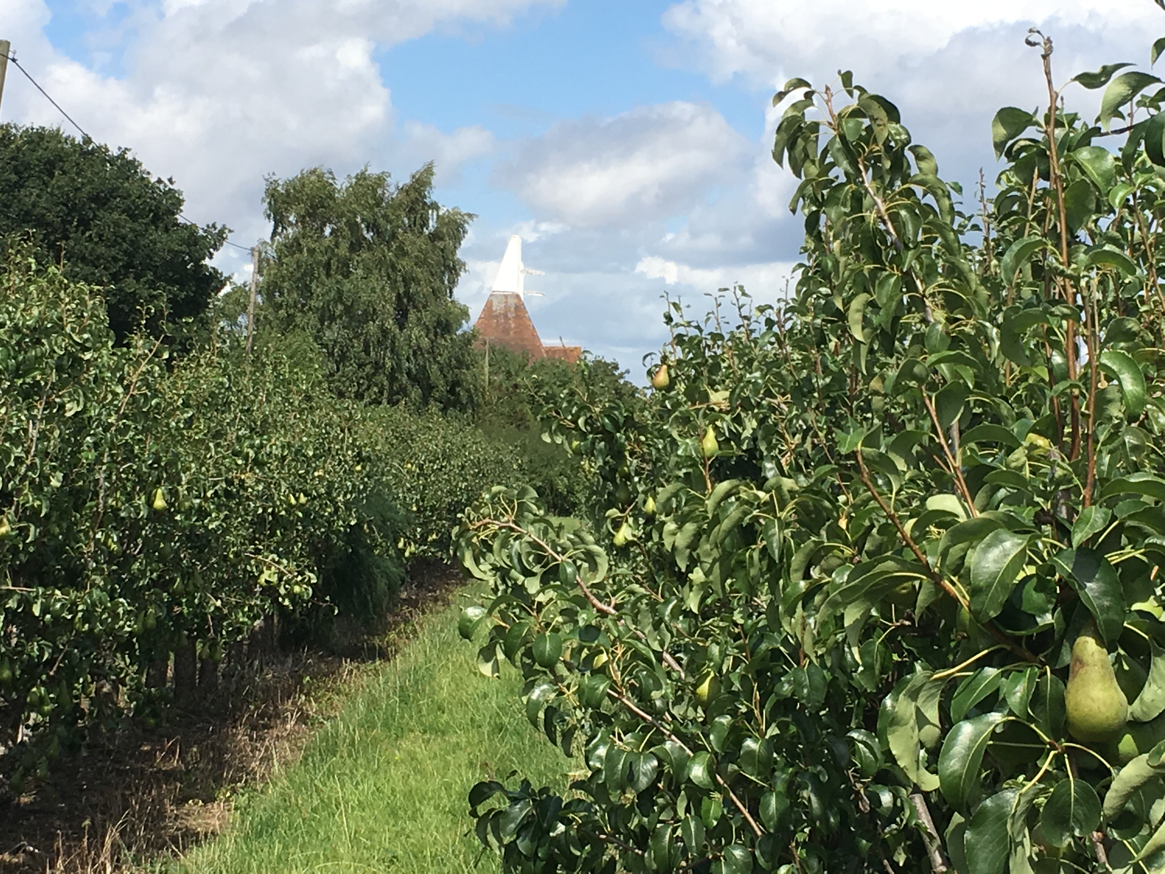 pear crops